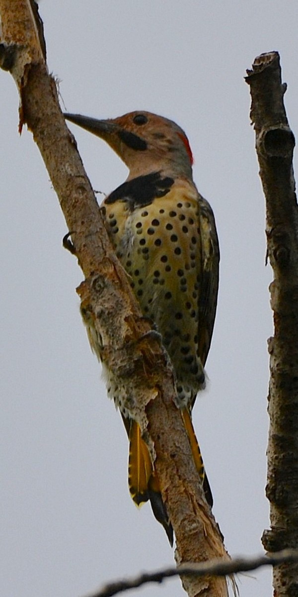 Northern Flicker - ML641797978