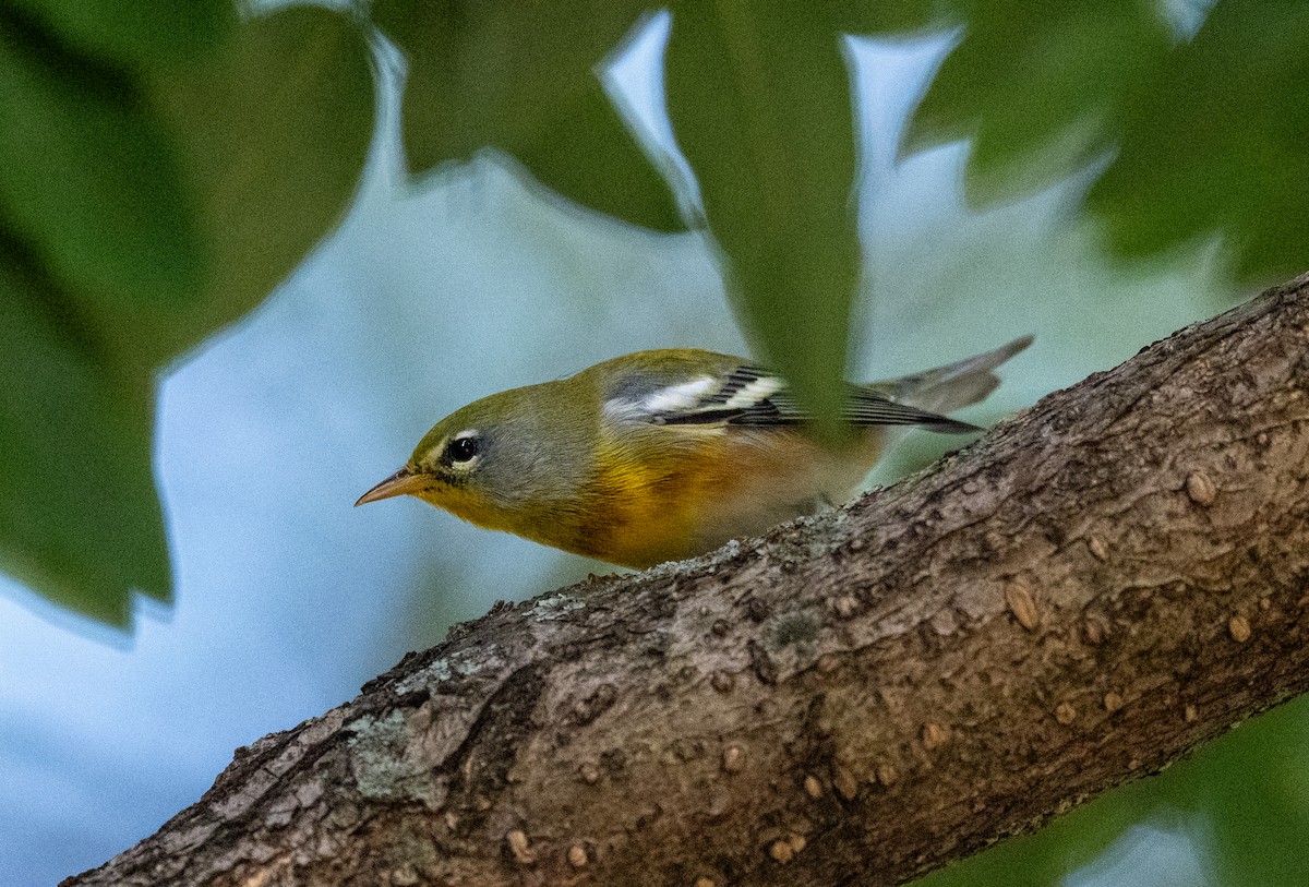 Northern Parula - ML641798024