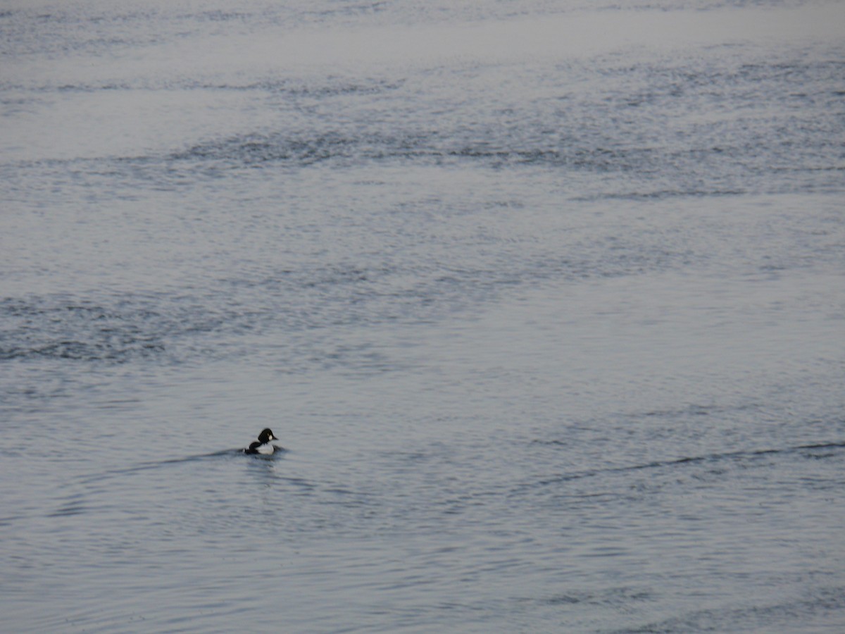 Common Goldeneye - ML641798043