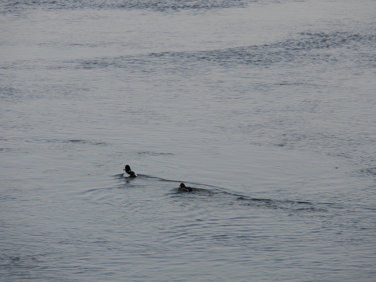 Common Goldeneye - ML641798044