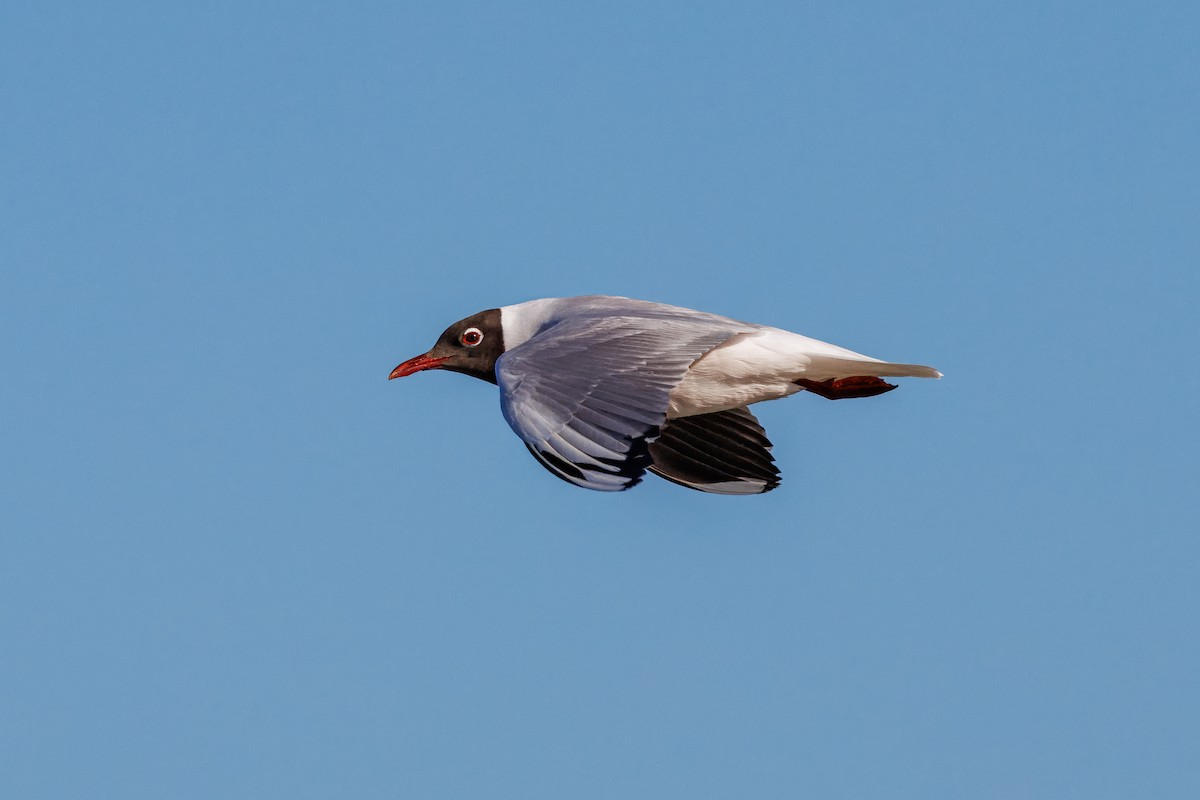 Mouette de Patagonie - ML641798066
