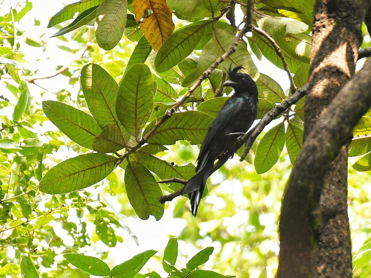 Greater Racket-tailed Drongo - ML641798089