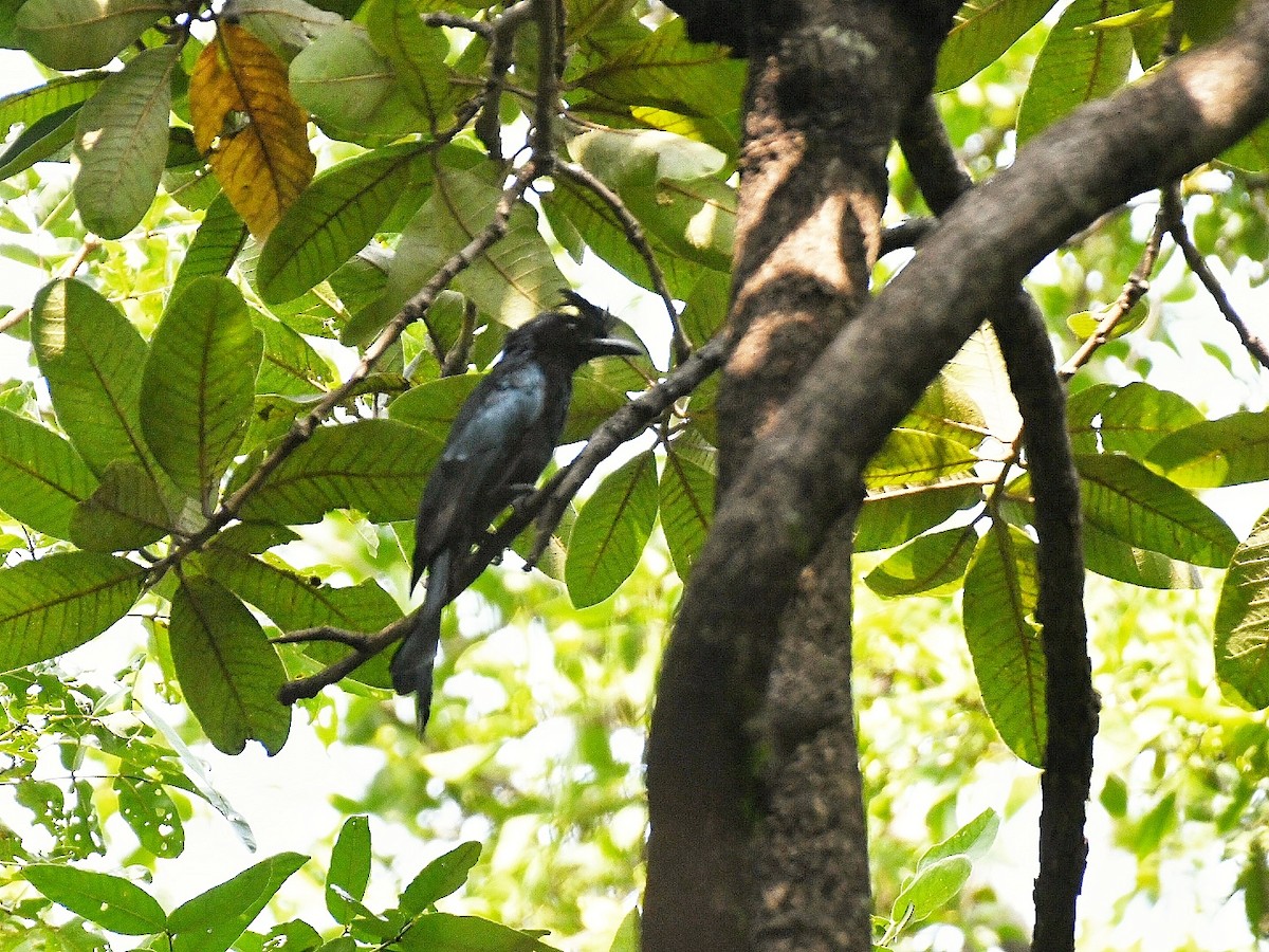 Greater Racket-tailed Drongo - ML641798090