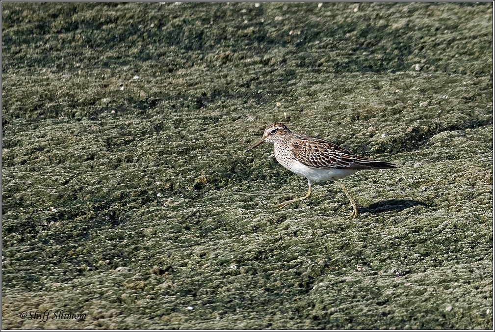 Pectoral Sandpiper - ML641798108