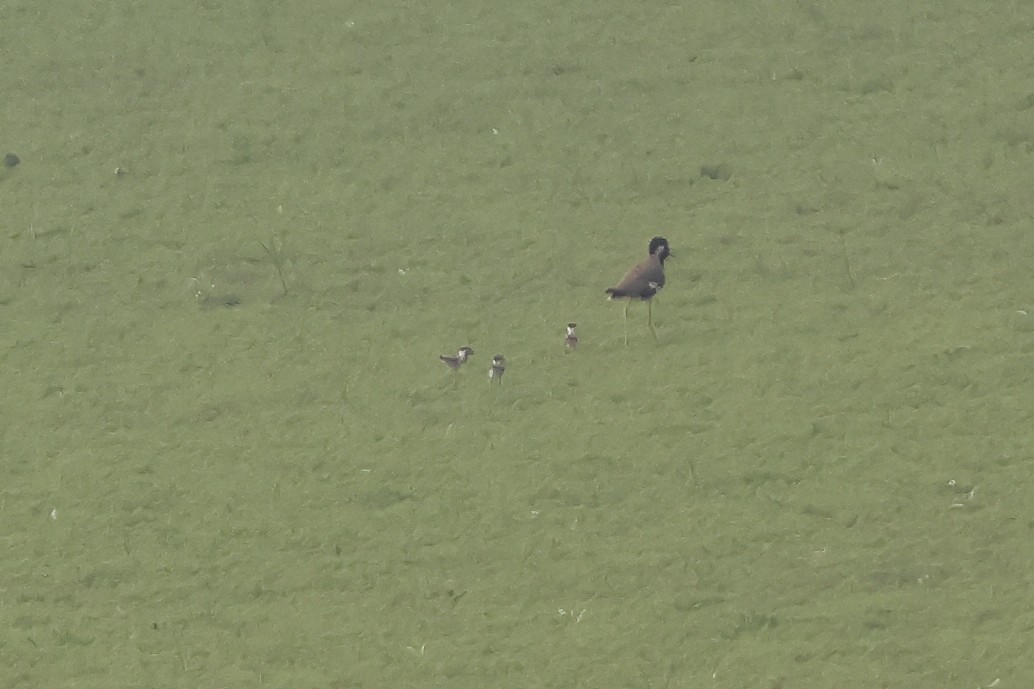Red-wattled Lapwing - ML641798111