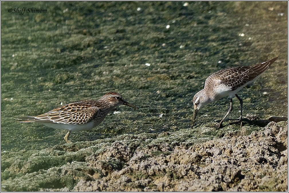 Pectoral Sandpiper - ML641798117