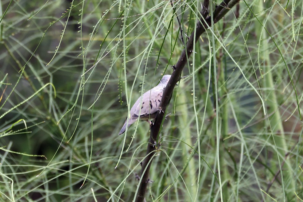 spurvedue - ML641798173
