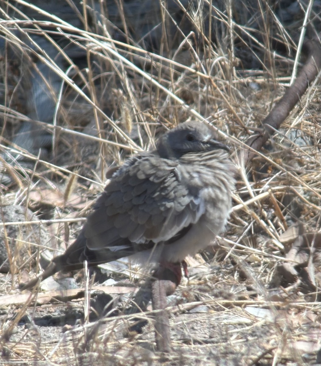 White-winged Dove - ML641798180