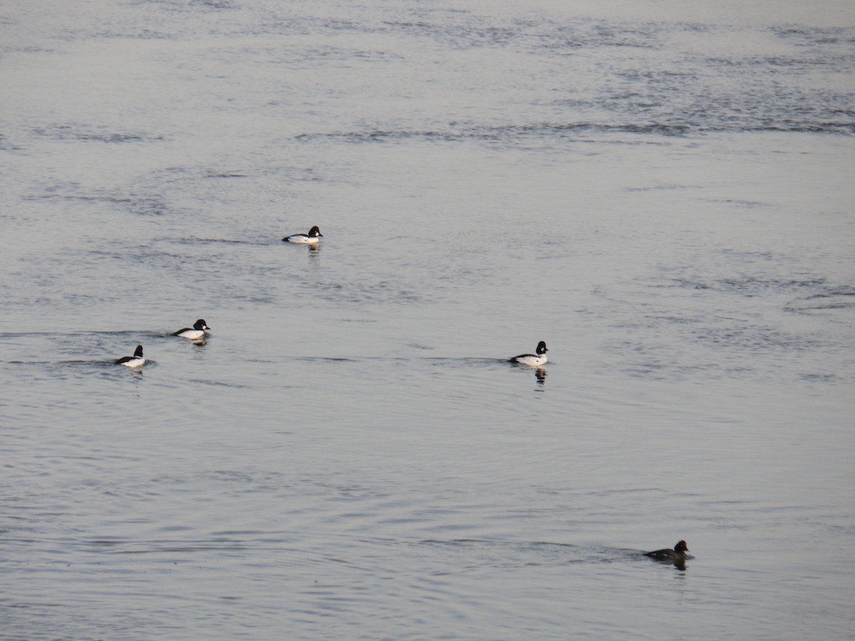 Common Goldeneye - ML641798183