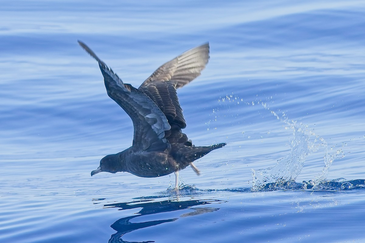 Flesh-footed Shearwater - ML641798195