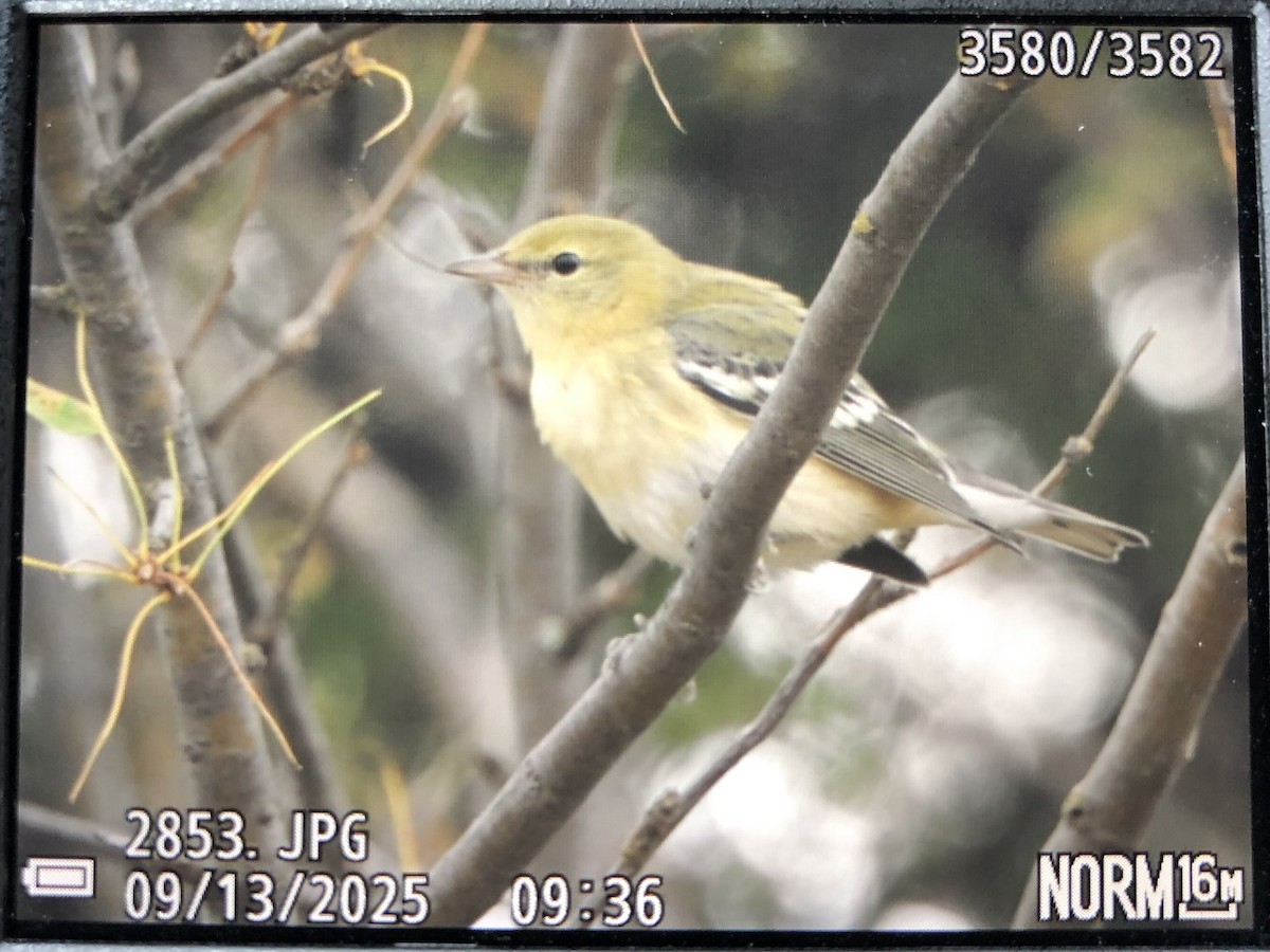 Bay-breasted Warbler - ML641798200