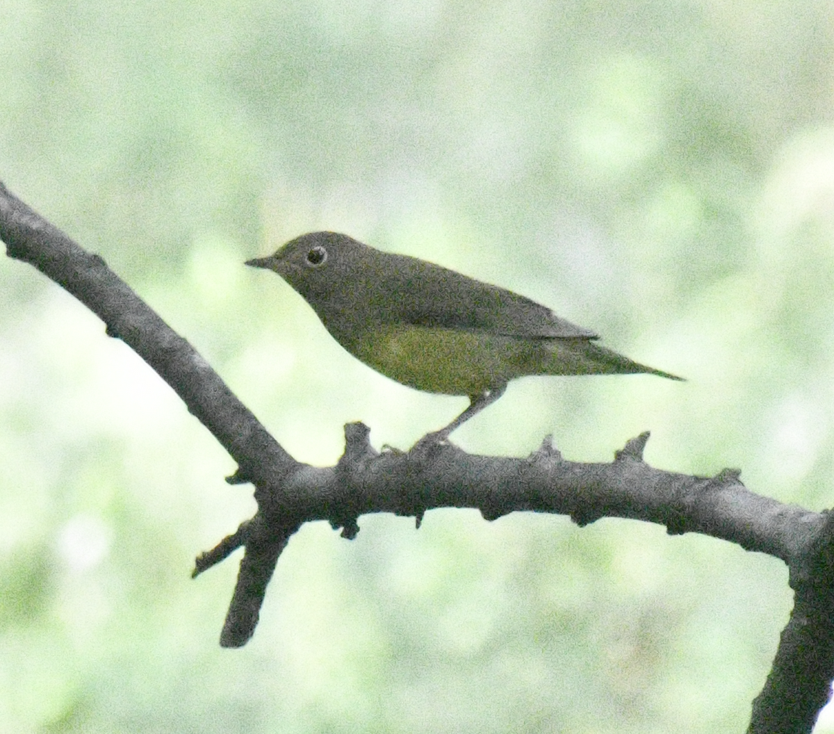 Connecticut Warbler - ML641798204