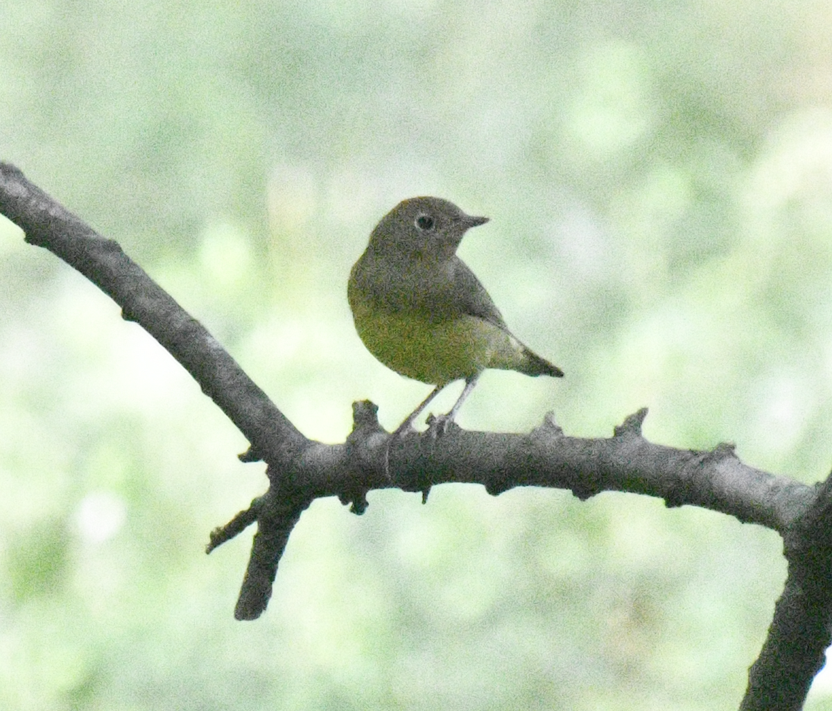 Connecticut Warbler - ML641798205