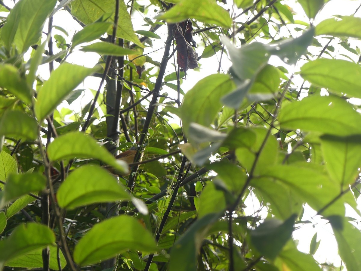 Barred Antshrike - ML641798206