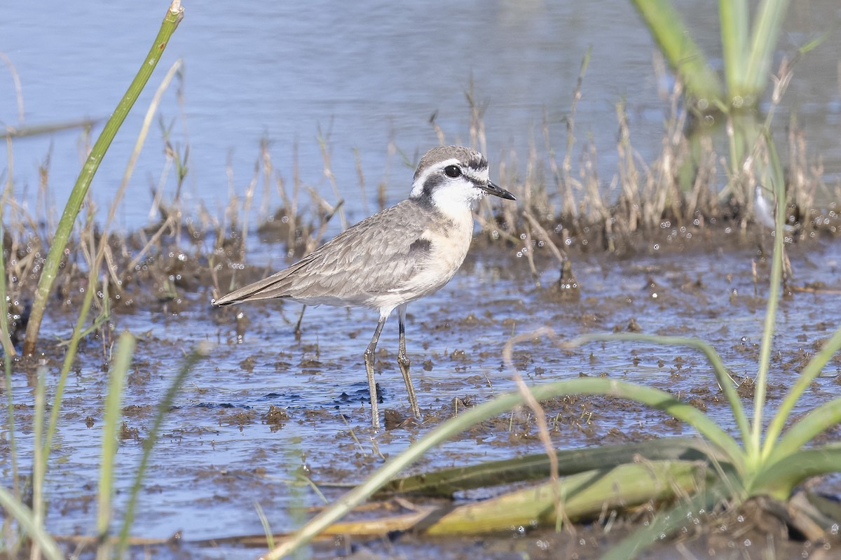 Chorlitejo Pecuario - ML641798247