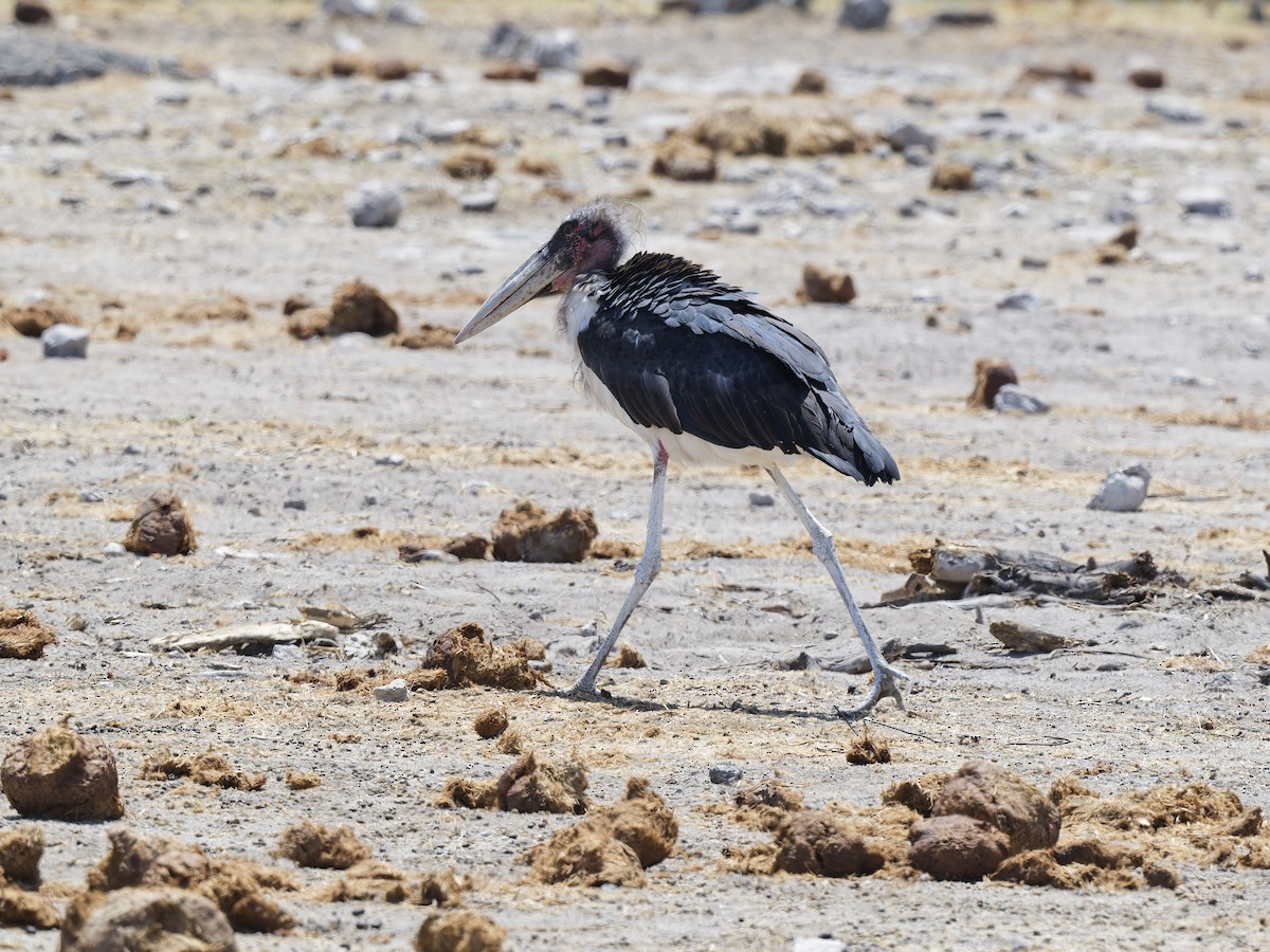 Marabou Stork - ML641798290