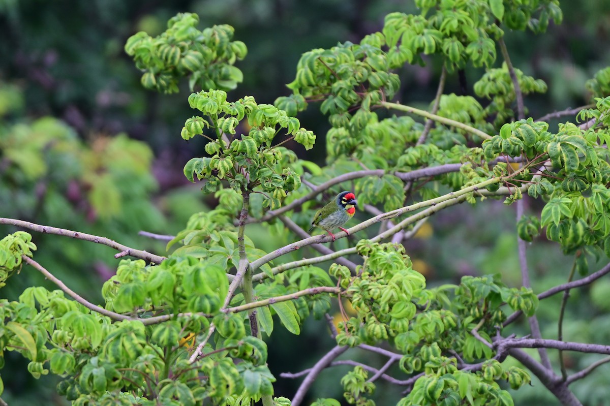 Kupferschmied-Bartvogel - ML641798291