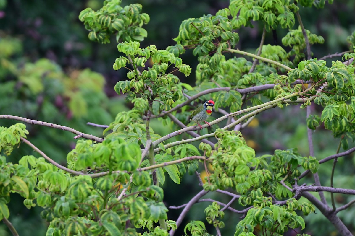 Kupferschmied-Bartvogel - ML641798292