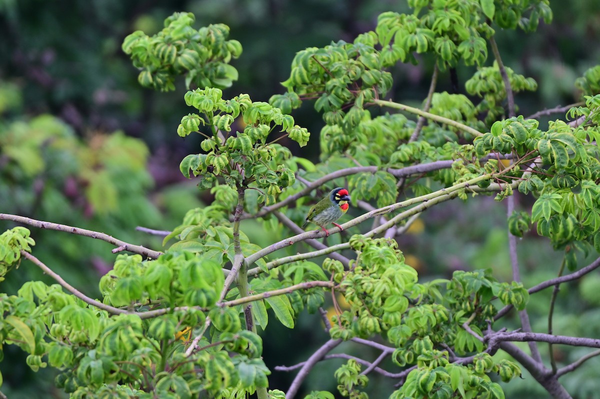 Kupferschmied-Bartvogel - ML641798293