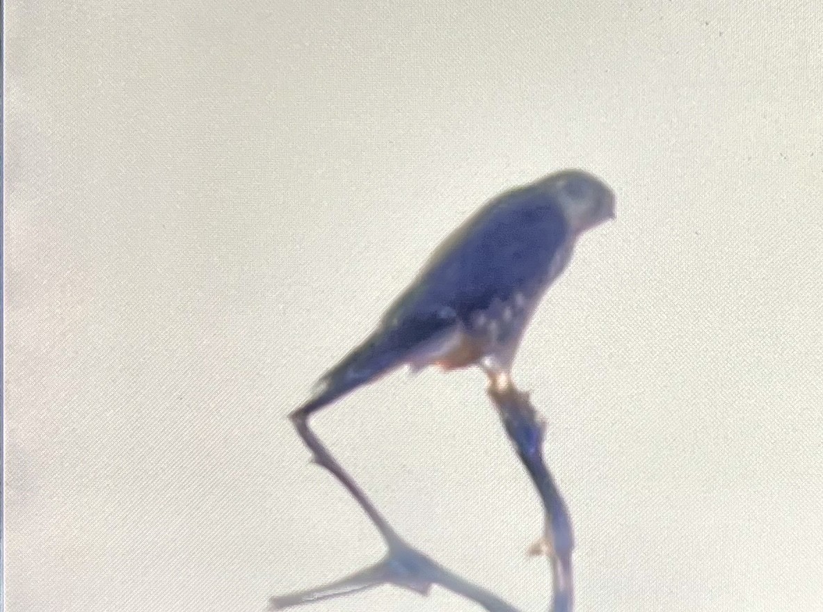 Хайргууна шонхор - ML641798300