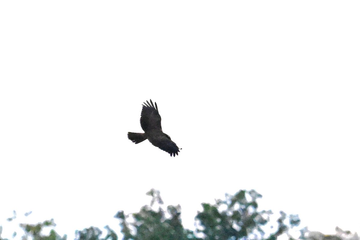 Western Marsh Harrier - ML641798317