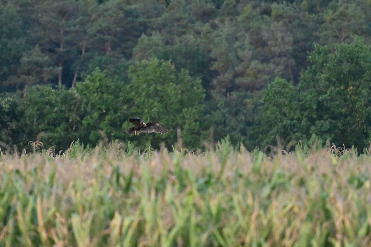 Western Marsh Harrier - ML641798318