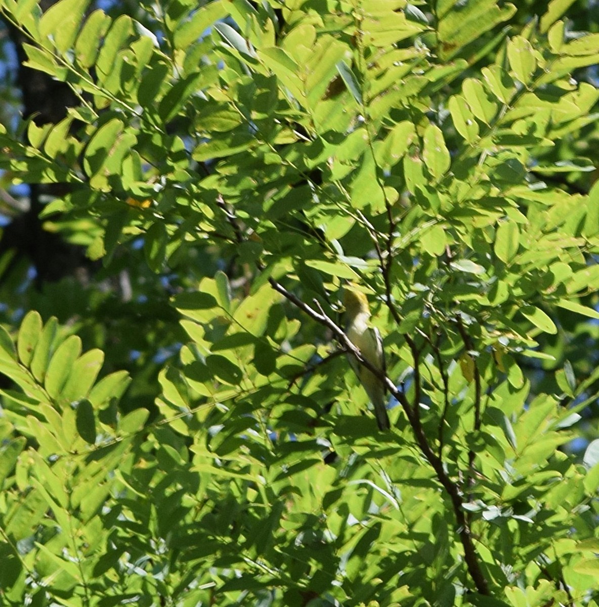 Black-throated Green Warbler - ML641798348