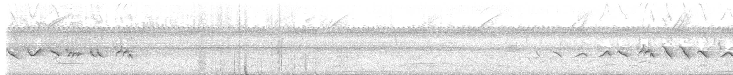Chestnut-bellied Seed-Finch - ML641798415