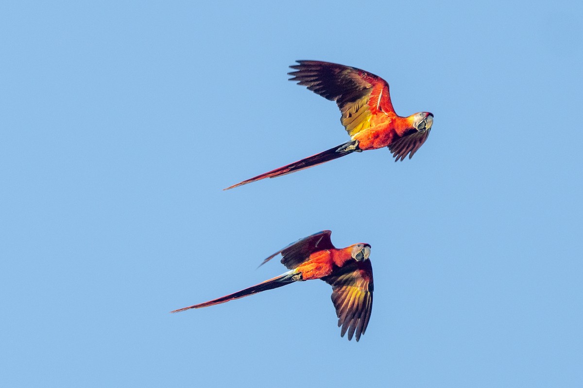 Scarlet Macaw - ML641798451