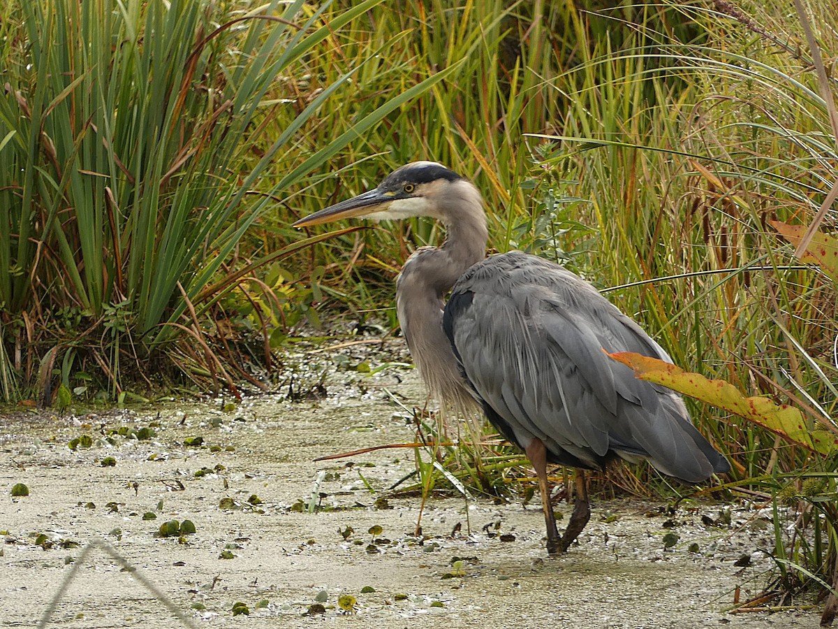 Great Blue Heron - ML641798455
