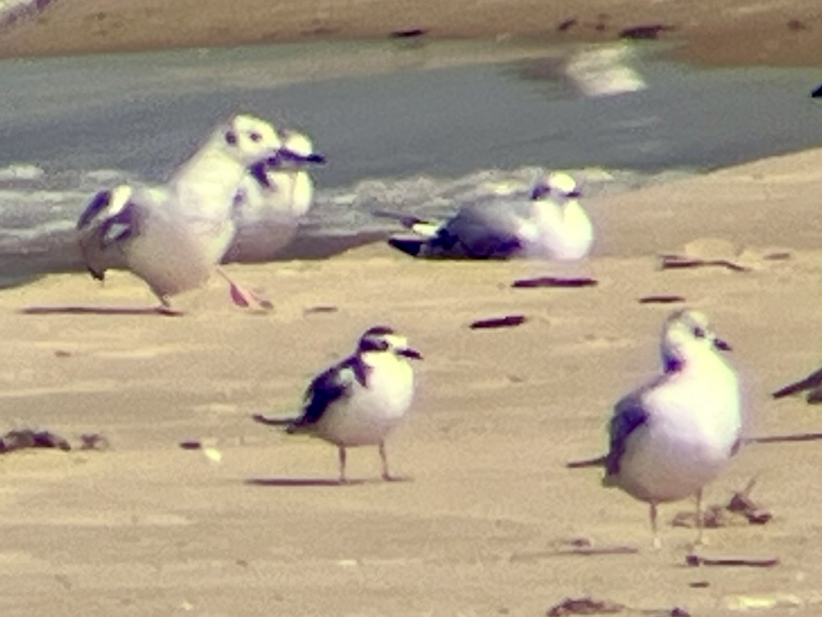 Little Gull - ML641798468
