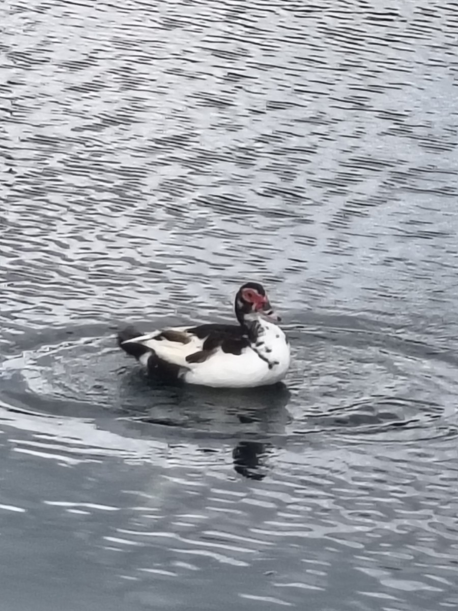 Muscovy Duck (Domestic type) - ML641798501