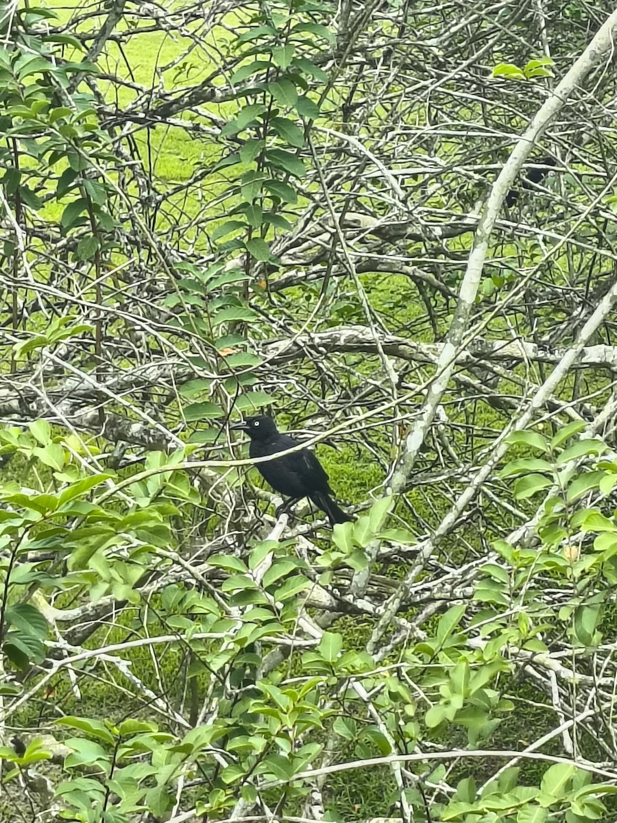 Greater Antillean Grackle - ML641798523