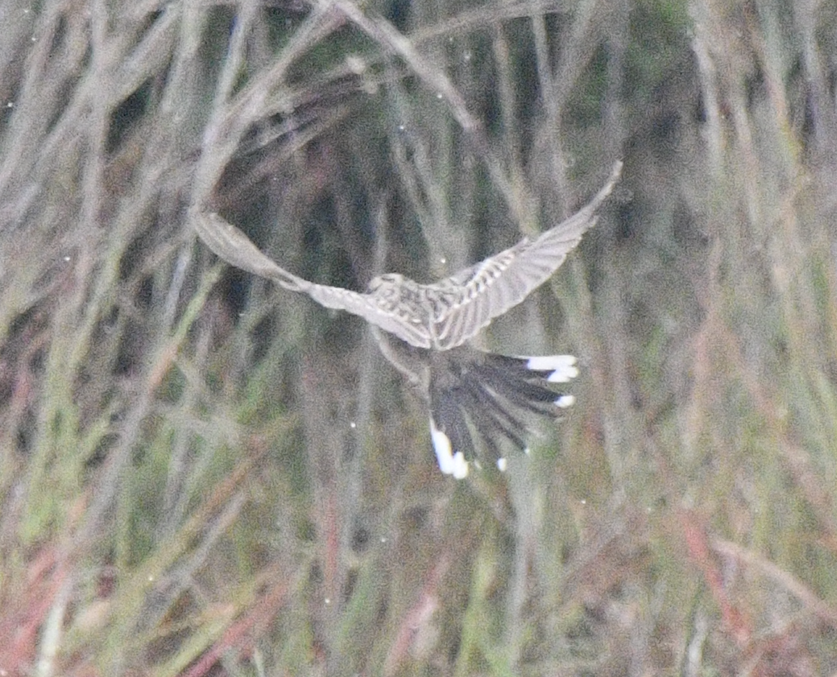 Bruant à joues marron - ML641798544