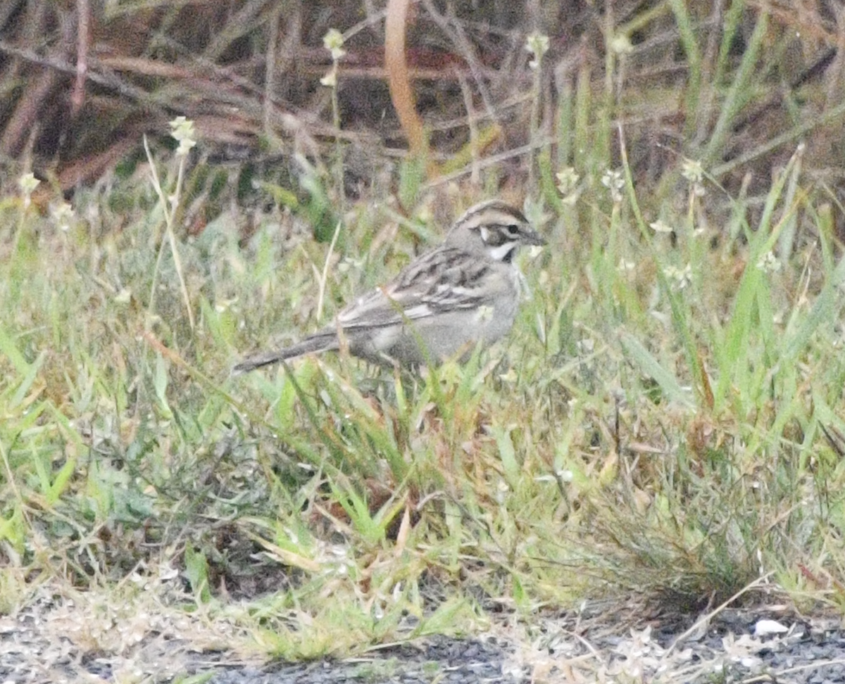 Bruant à joues marron - ML641798546