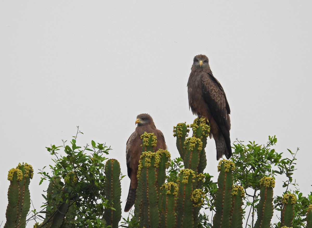 Black Kite (Yellow-billed) - ML641798553