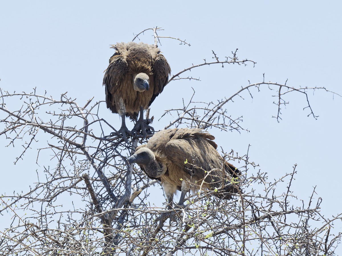 White-backed Vulture - ML641798588
