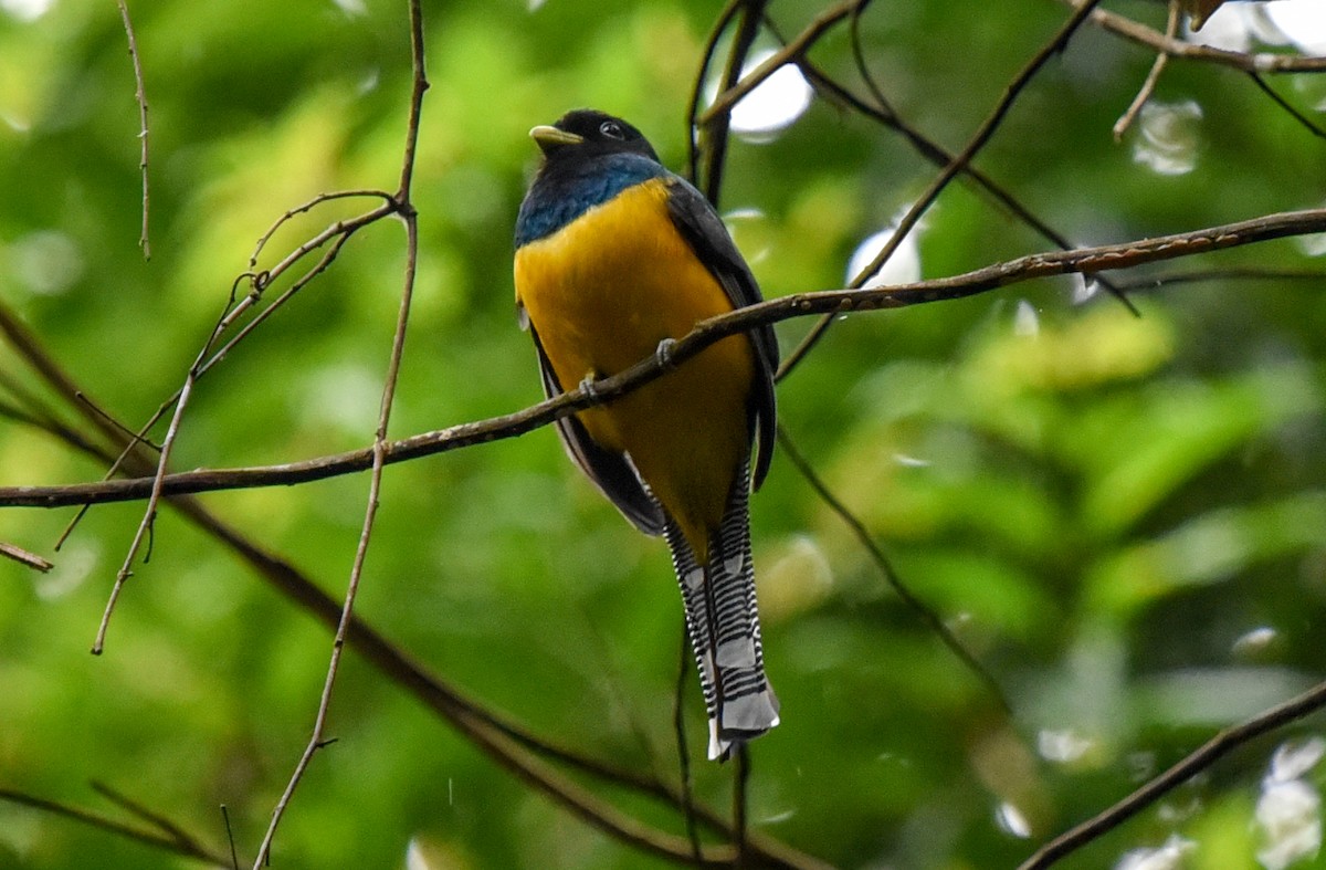 Atlantic Black-throated Trogon - ML641798596