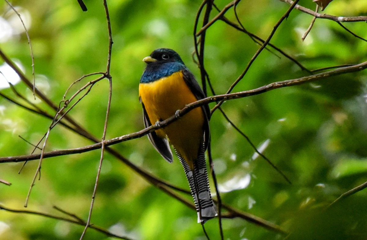 Atlantic Black-throated Trogon - ML641798597