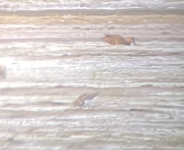 kamenáček pestrý - ML641798612