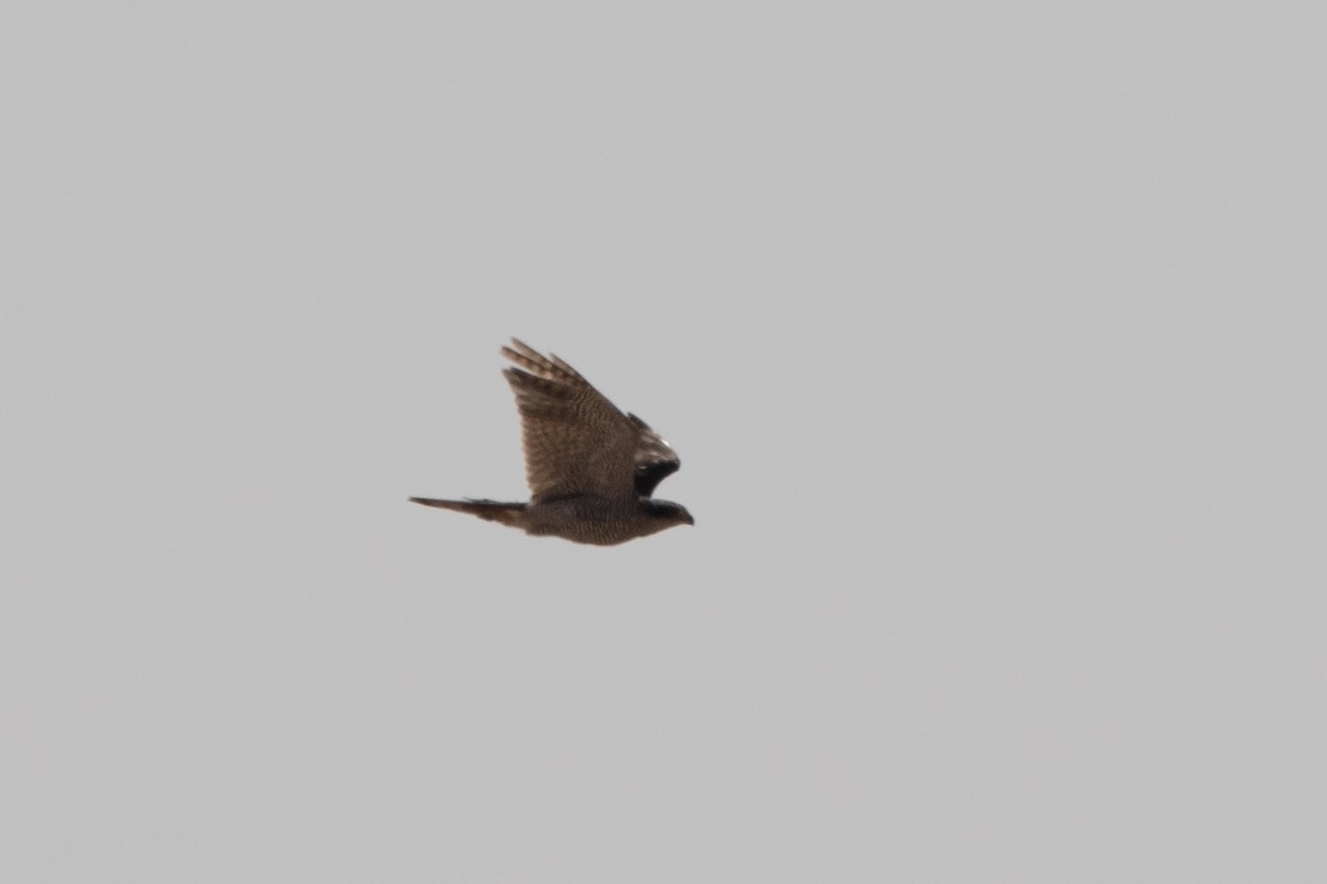Eurasian Goshawk - ML641798683