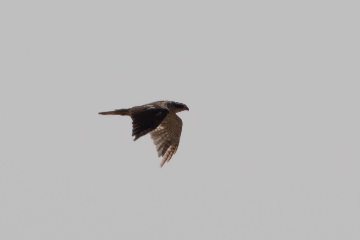 Eurasian Goshawk - ML641798684