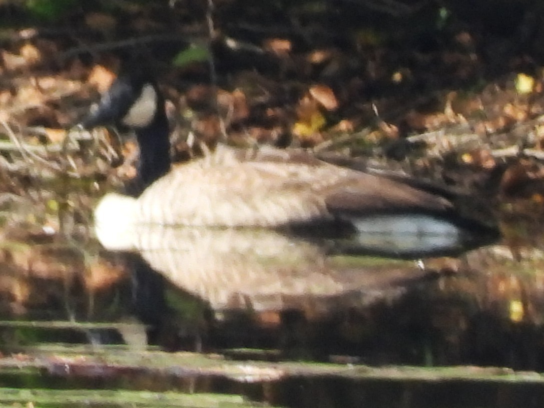 eBird Checklist - 13 Sep 2025 - Pickering Ponds, Rochester - 39 species