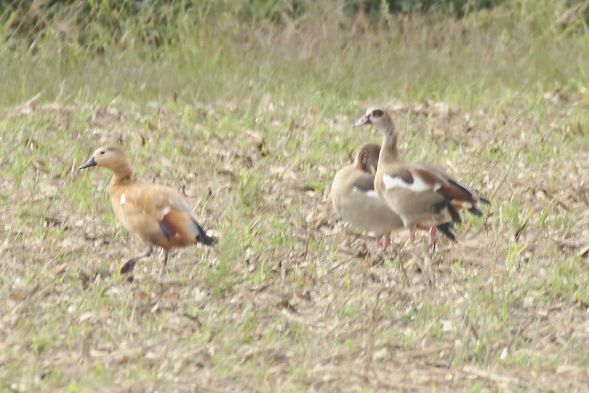 Egyptian Goose x Ruddy Shelduck (hybrid) - ML641798741