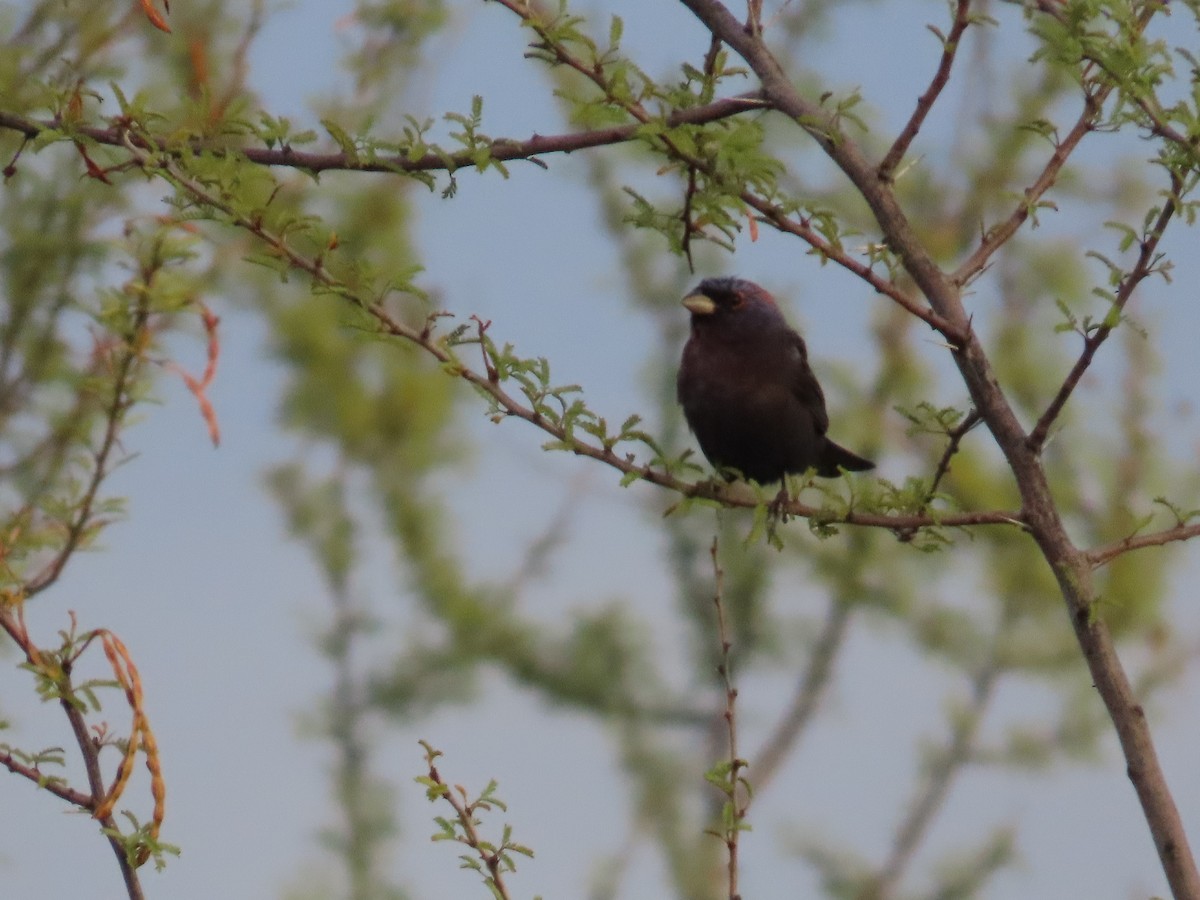 Varied Bunting - ML641798777