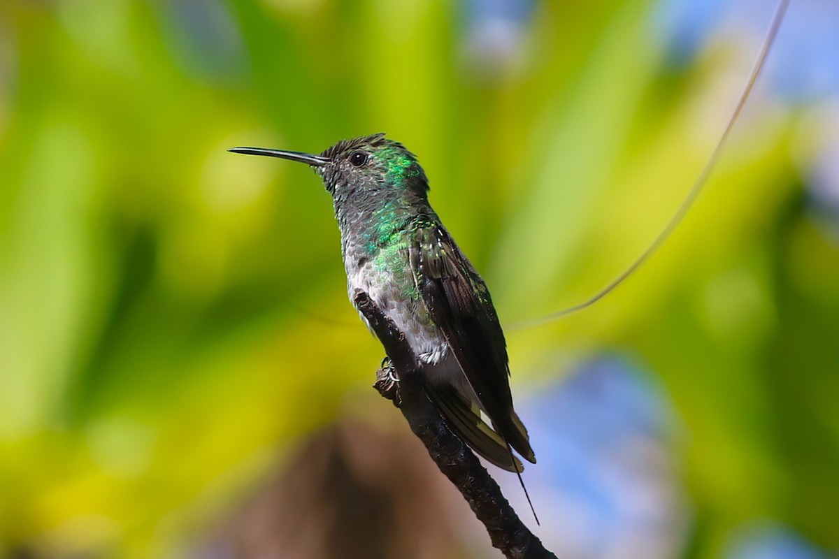 Mangrove Hummingbird - ML641798779