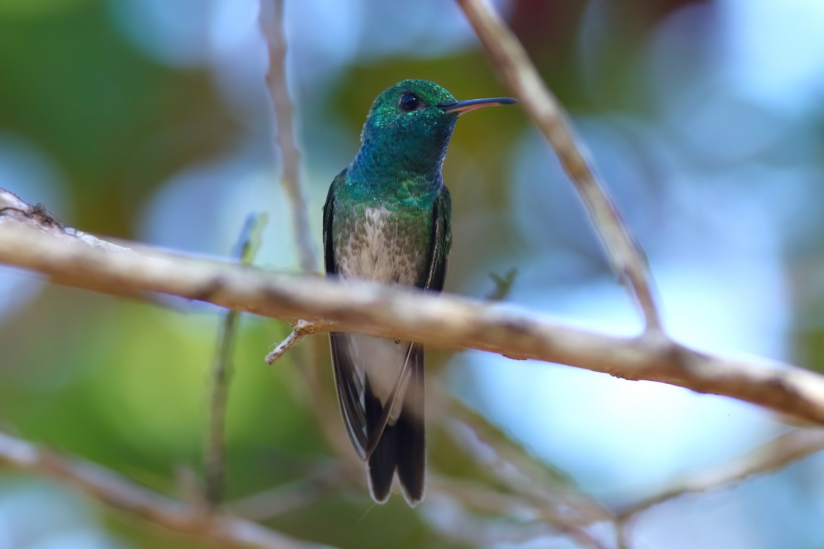 Mangrove Hummingbird - ML641798780