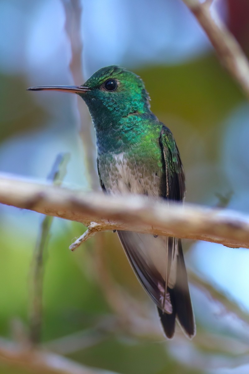 Mangrove Hummingbird - ML641798781