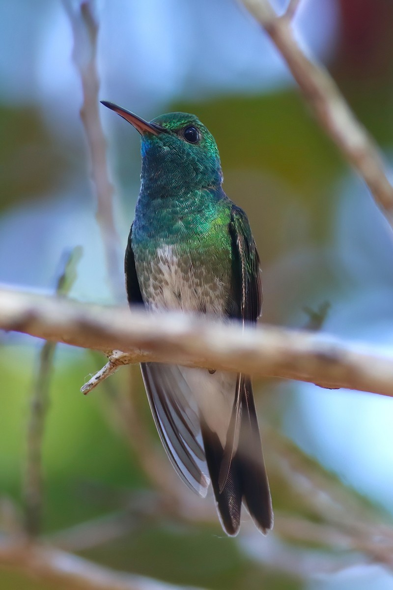 Mangrove Hummingbird - ML641798782