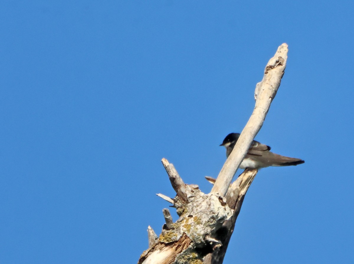 Tree Swallow - ML641798785